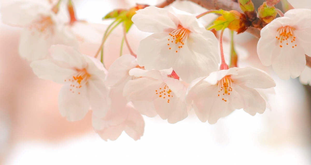 様々なアンケートデータが語る、お花見で人気の食べ物って？ │ ヒトサラマガジン