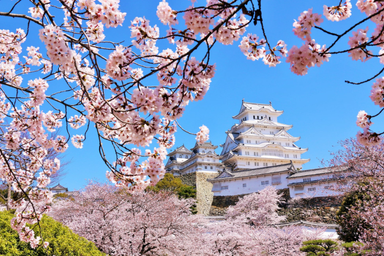 お花見といえば桜餅！関東と関西で違うの？葉っぱは食べる派or食べない派？株式会社オマツリジャパン