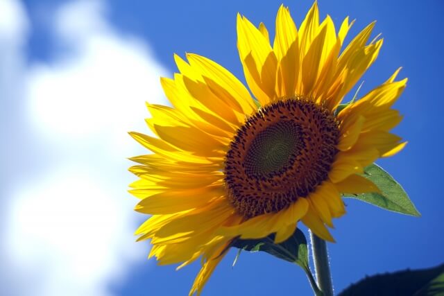 8月の手紙 時候の挨拶と季節の花の描き方 〜残暑見舞い編〜with ink. - インクにときめく、毎日を