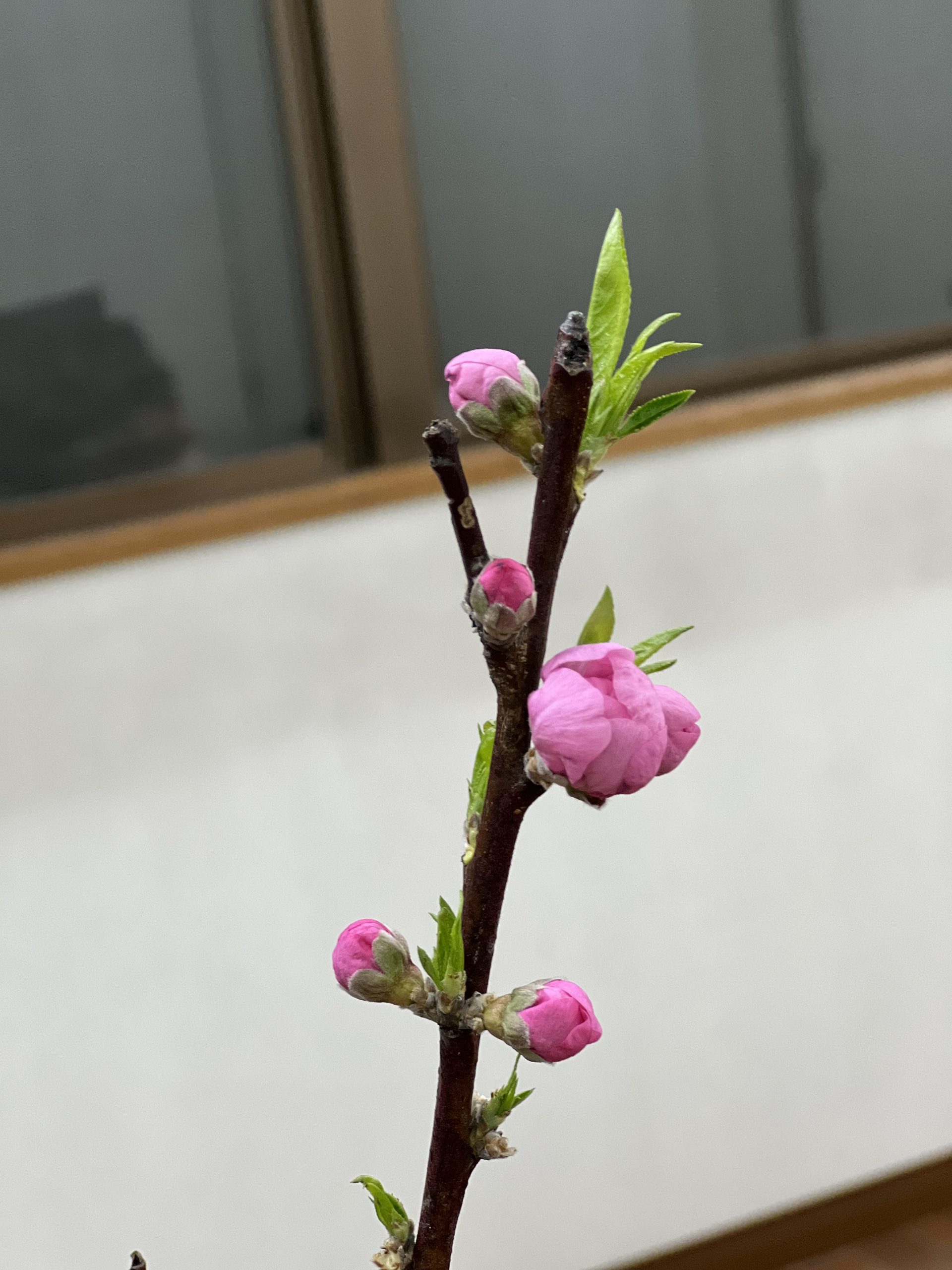 ひな祭りを飾る花」特集 - 石川県金沢市の花屋・正花園