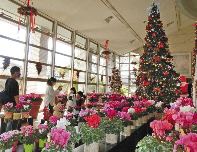 クリスマスの寄せ植え クリスマスツリーゴールドクレストシクラメン アリッサム ビオラ アイビー など送料無料: 花と緑の専門店土っ子倶楽部 - 通販 - Yahoo!ショッピング