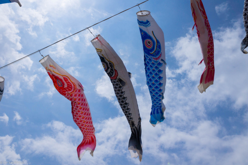 鈴川の鯉のぼり 5月4日 火 : べっちゃんの写真館 伊勢原
