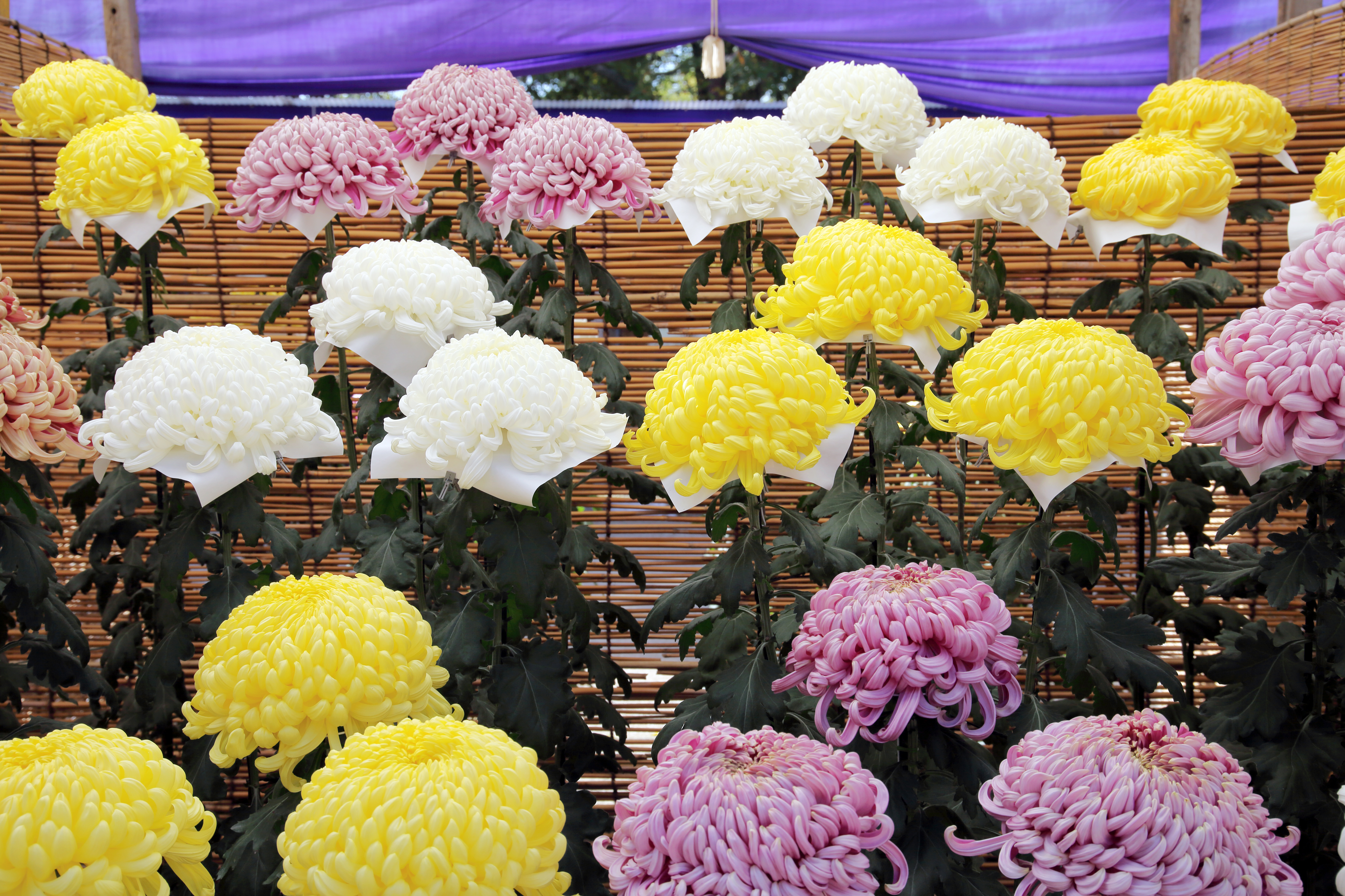 供花の読み方は「くげ」？「きょうか」？ 意味や宗教ごとの違い、相場を解説BATON大切な人生の節目をより安心に。證大寺