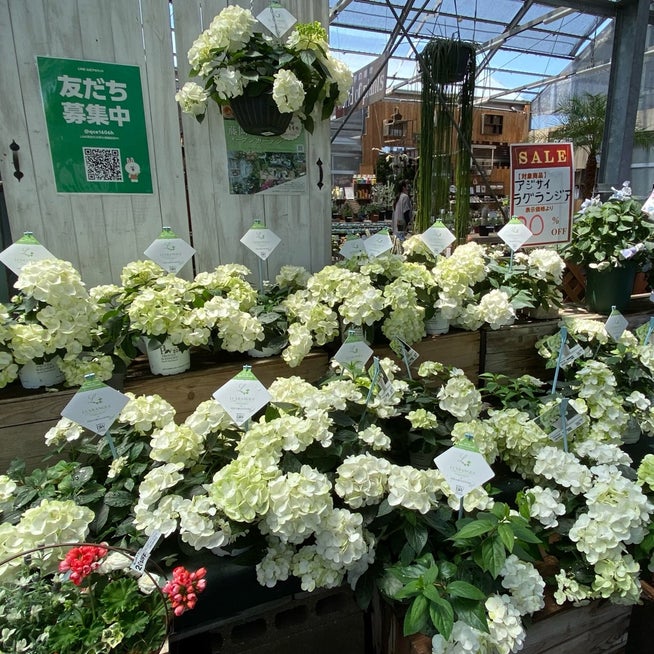 多肉旅「フラワーガーデン泉へ」出窓で多肉やります