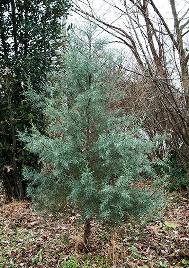 季節展示「冬の庭～クリスマス～」開催中！チューリップ四季彩館