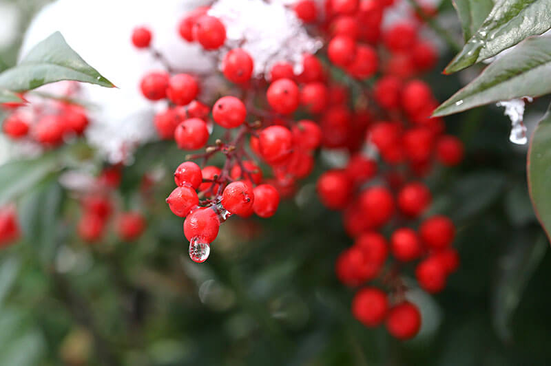 No.92 正月に縁起の良い赤い実の木 - NPO法人 日本パークレンジャー協会