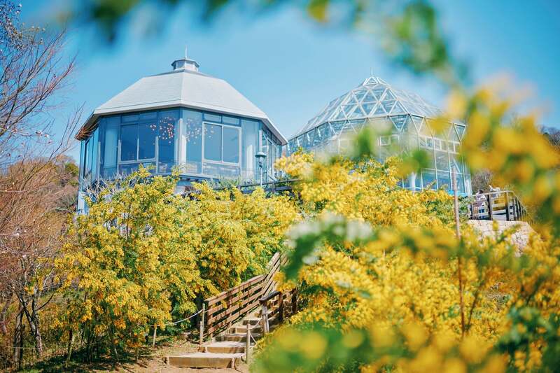 MIMOSA FESTA 2025 大切な人にミモザの花を