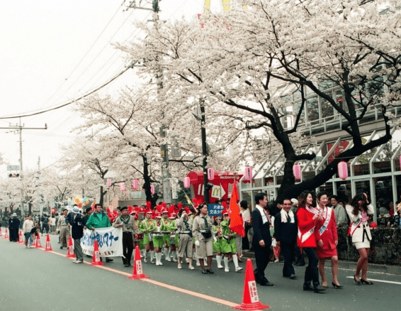 蔵前神社⛩️ ミモザ🌼と河津桜🌸を同時に見ることができる有名スポットです。京都にいた時から一度行ってみたい思っていましたが、行ってみると平日にも関わらず狭い境内にはすっごく大勢の人が😳😳前日にTV📺でも紹介されたようで・その効果 影響 もあり？🤔 黄色と