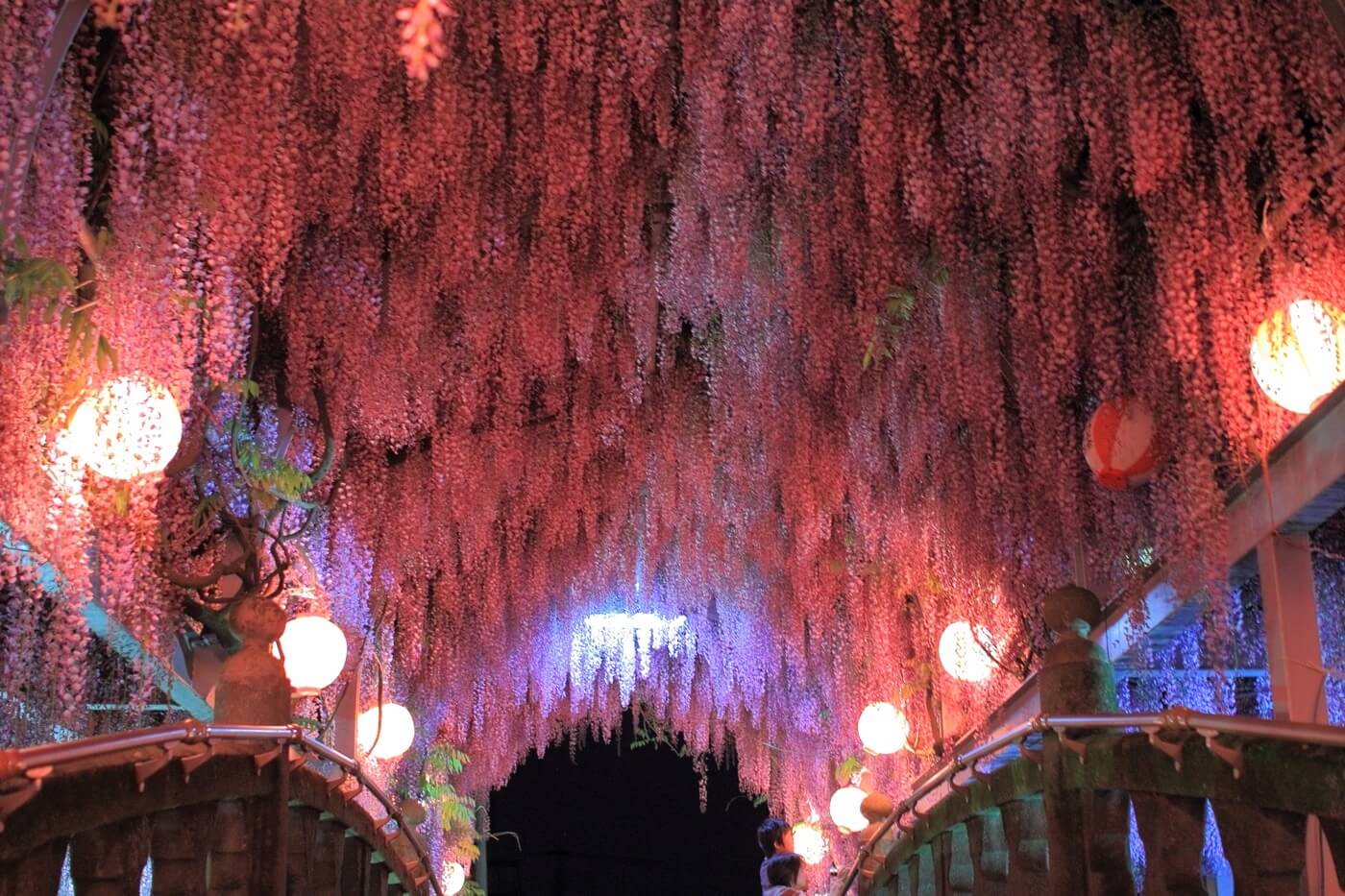 浄光寺 藤まつりイベント公式 福岡県の観光 旅行情報サイト「クロスロードふくおか」