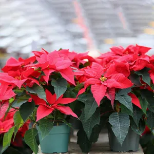 フラワーショップFLORAISONです。 クリスマスと言えばこれ🎅🌟！ ポインセチア🎄 大きな鉢から小さな鉢、切り花などなど！ ホワイトクリスマスのディスプレイに華を添えてくれています🌹floraisonポインセチアpoinsettia赤い花花鉢鉢植えクリスマス