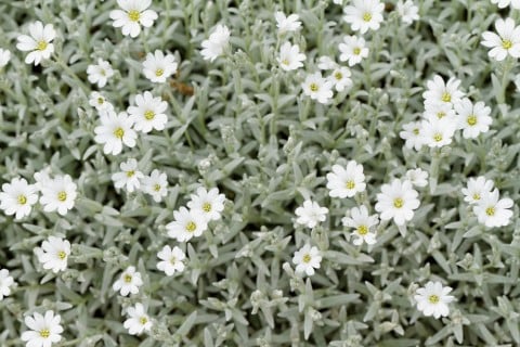 クリスマスローズの葉っぱの白い斑点.1園芸日記byみゆきみんなの趣味の園芸1005613