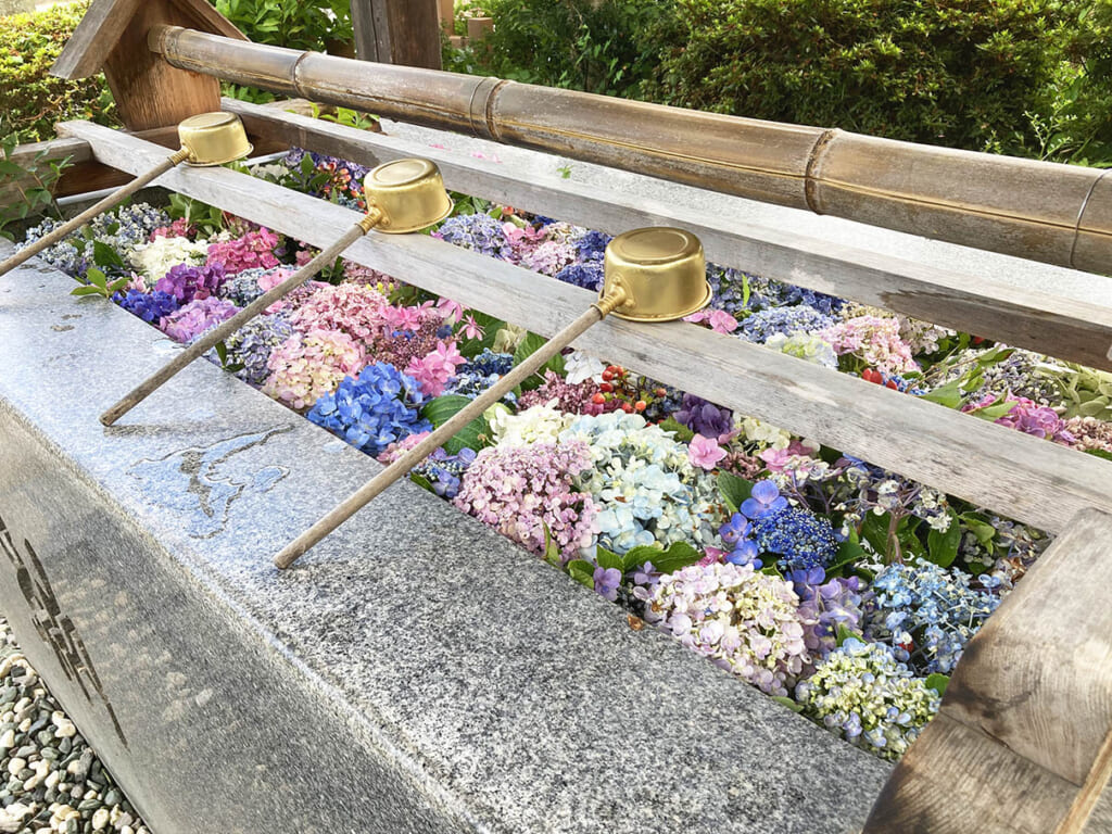 京都の由緒ある神社で、なぜ手水がアヒルたちでいっぱいに？ SNSで「かわいくて癒される」と話題まいどなニュース