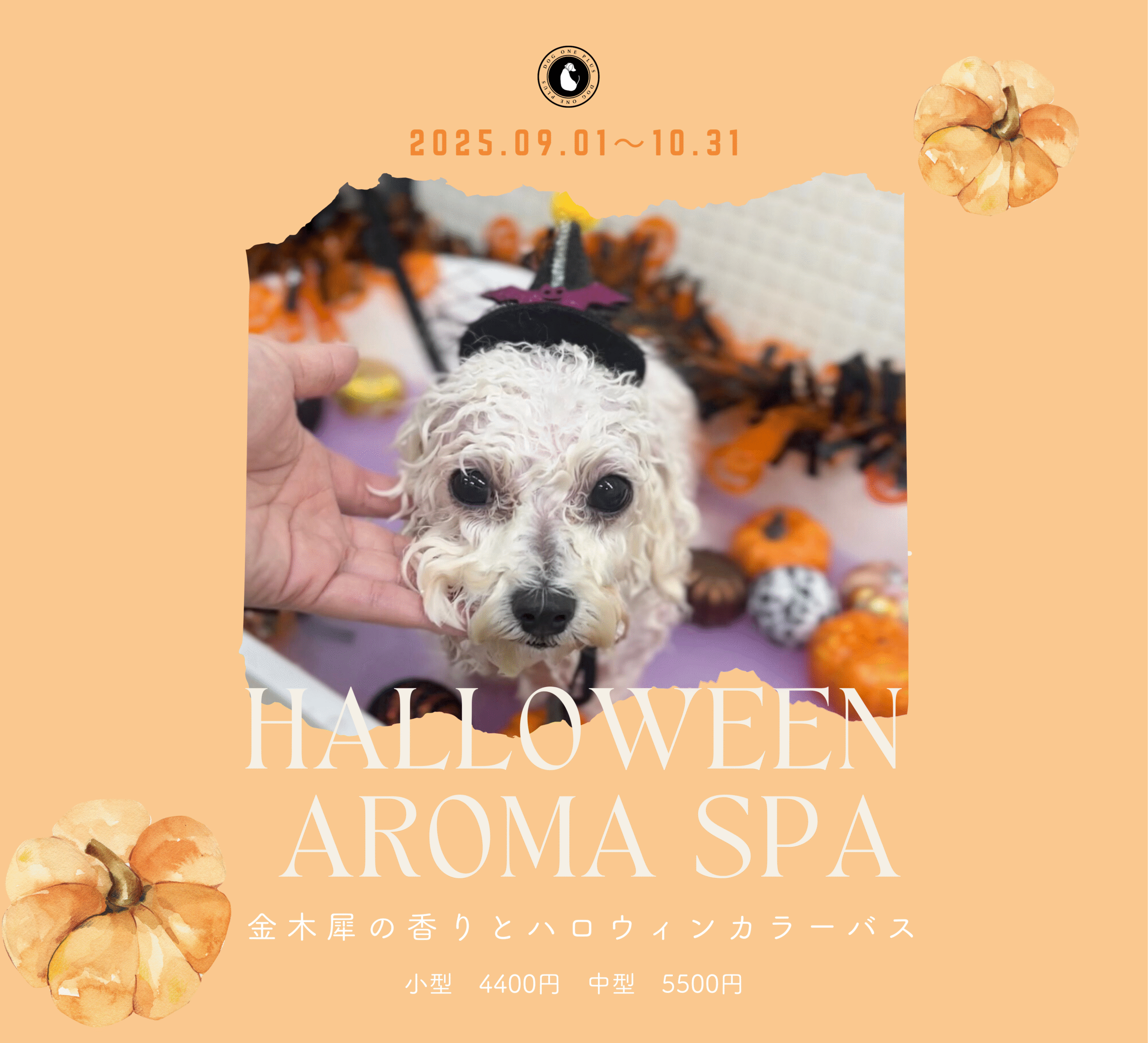 感謝の気持ちを込めて！ハロウィンキャンペーン 9 17 月 〜10 31 木 までの期間中にごPlume プリュムのエステ ・リラクカタログ 20240917085828 ミニモ
