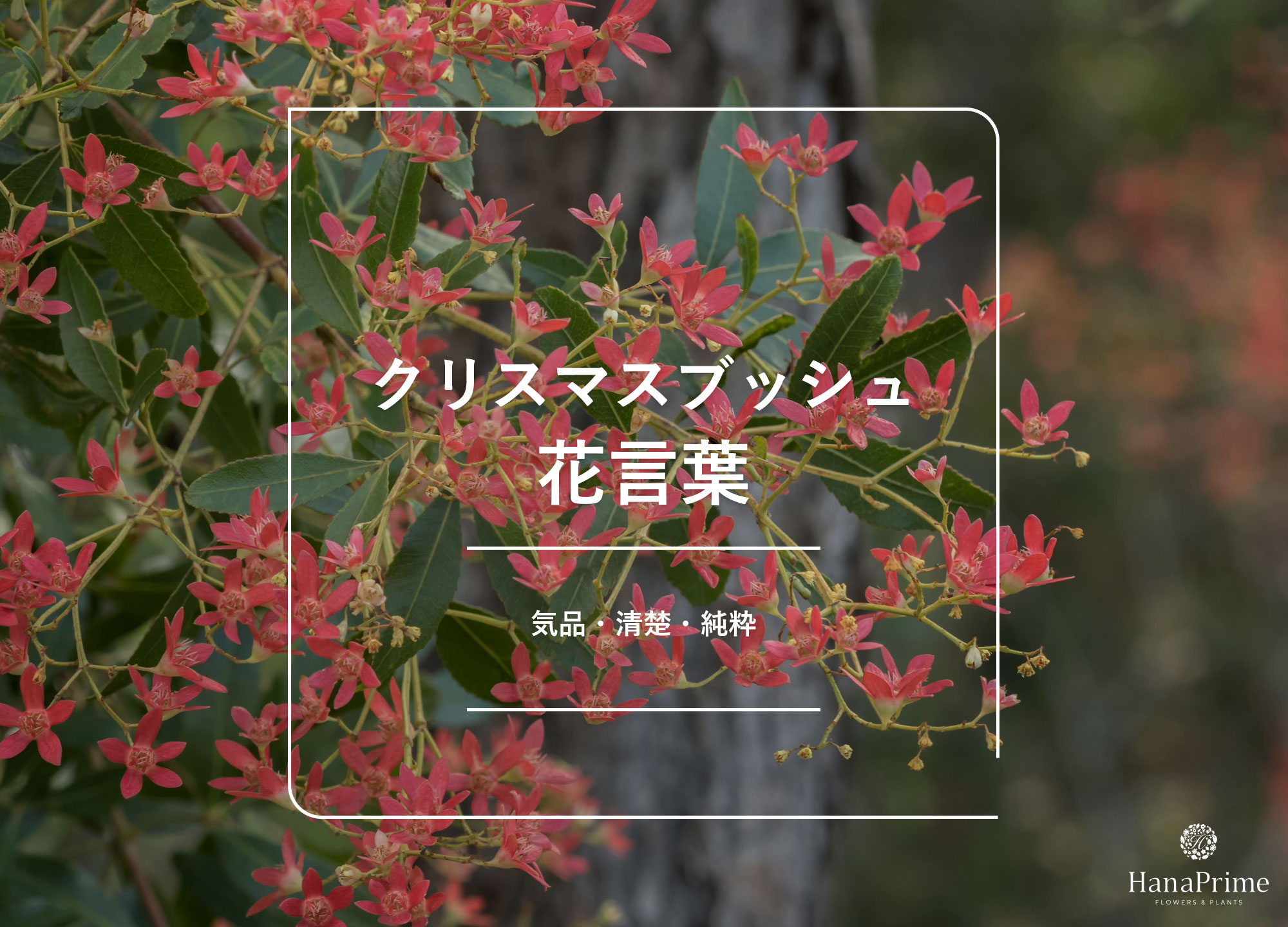 クリスマスとは？意味や由来は？〜子どもへの伝え方や、過ごし方アイデア〜保育と遊びのプラットフォーム ほいくる