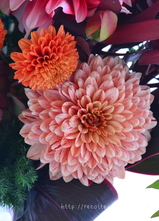 菊の花を家に飾るのはあり？縁起が悪いと言われるのはなぜ？素敵な飾り方も紹介いちかばちか晴れブログ