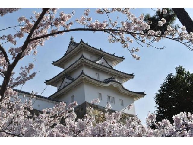 明石公園桜まつり愛知県碧南市公式観光サイト へきなん観光ナビ