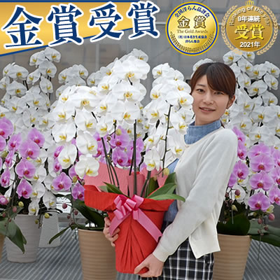 立札・メッセージカード書き方集 会社案内 胡蝶蘭園.com