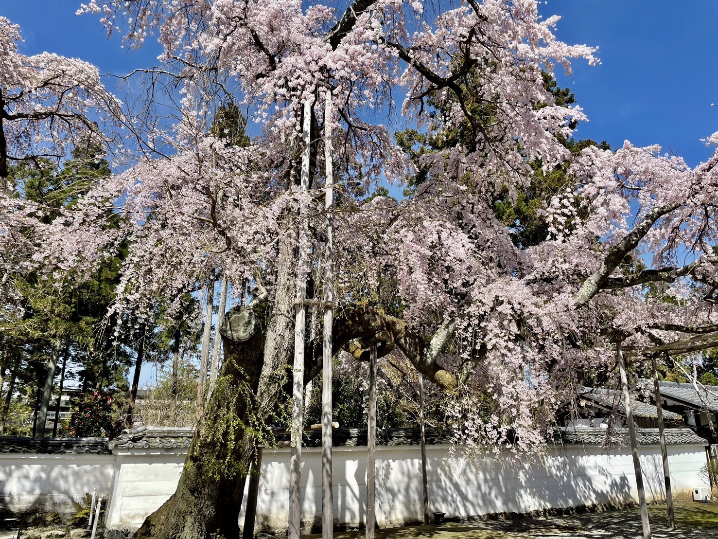今日は何の日？ 2月27日 豊臣秀吉が吉野の花見を開催いいじ金沢
