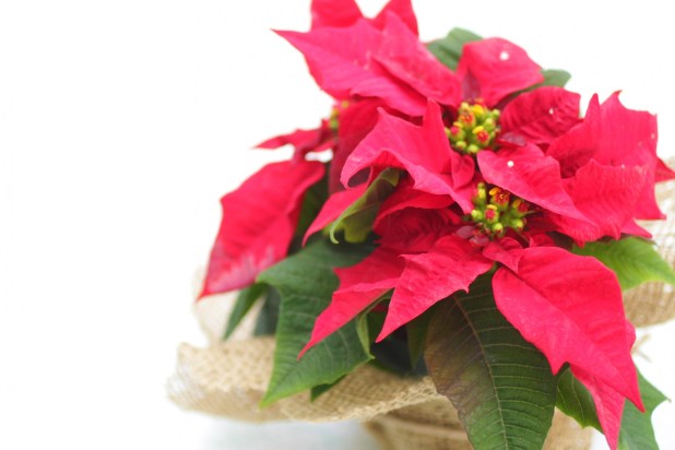 ポインセチアの花言葉をご紹介！「クリスマスの花」の花FLOWERかわいい花束を 送料無料 でお届け！毎日お得なオンラインのお花屋さん
