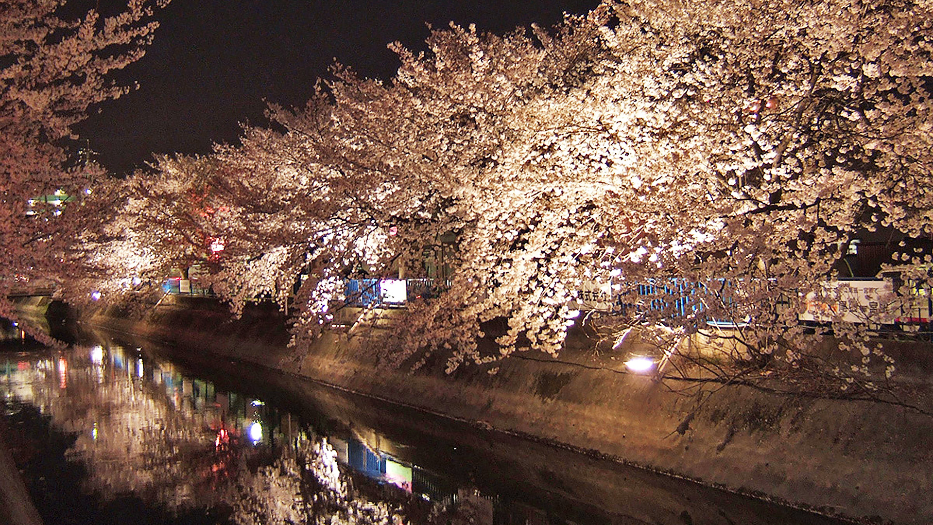 大池公園桜まつり公式 愛知県の観光サイトAichi Now