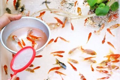 縁日の金魚すくい屋台 夏祭り