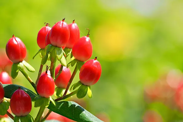 冬に咲く花といえば？寒い時期を彩る人気の冬の花一覧🍀GreenSnap グリーンスナップ