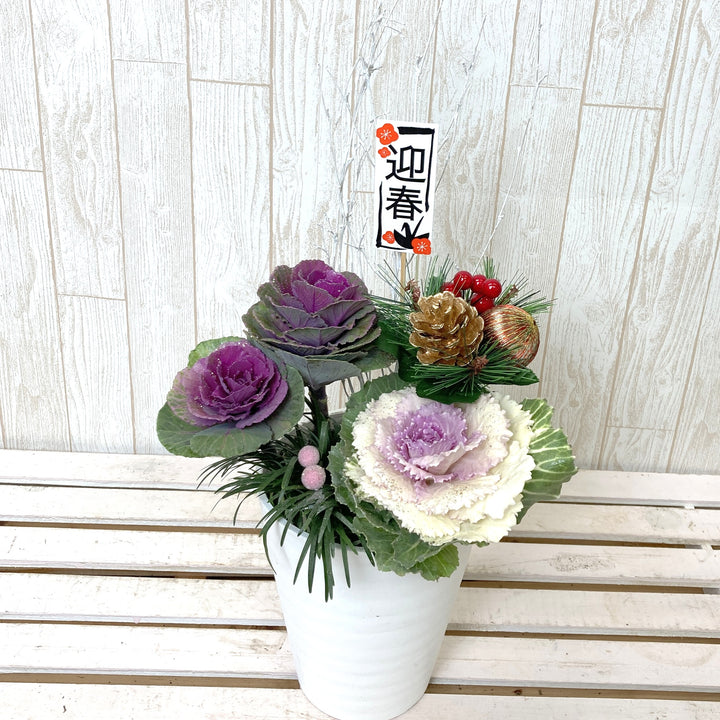 お正月の玄関に飾りたい『こだわりの本物の寄せ植え』 – Jewelry Plant online