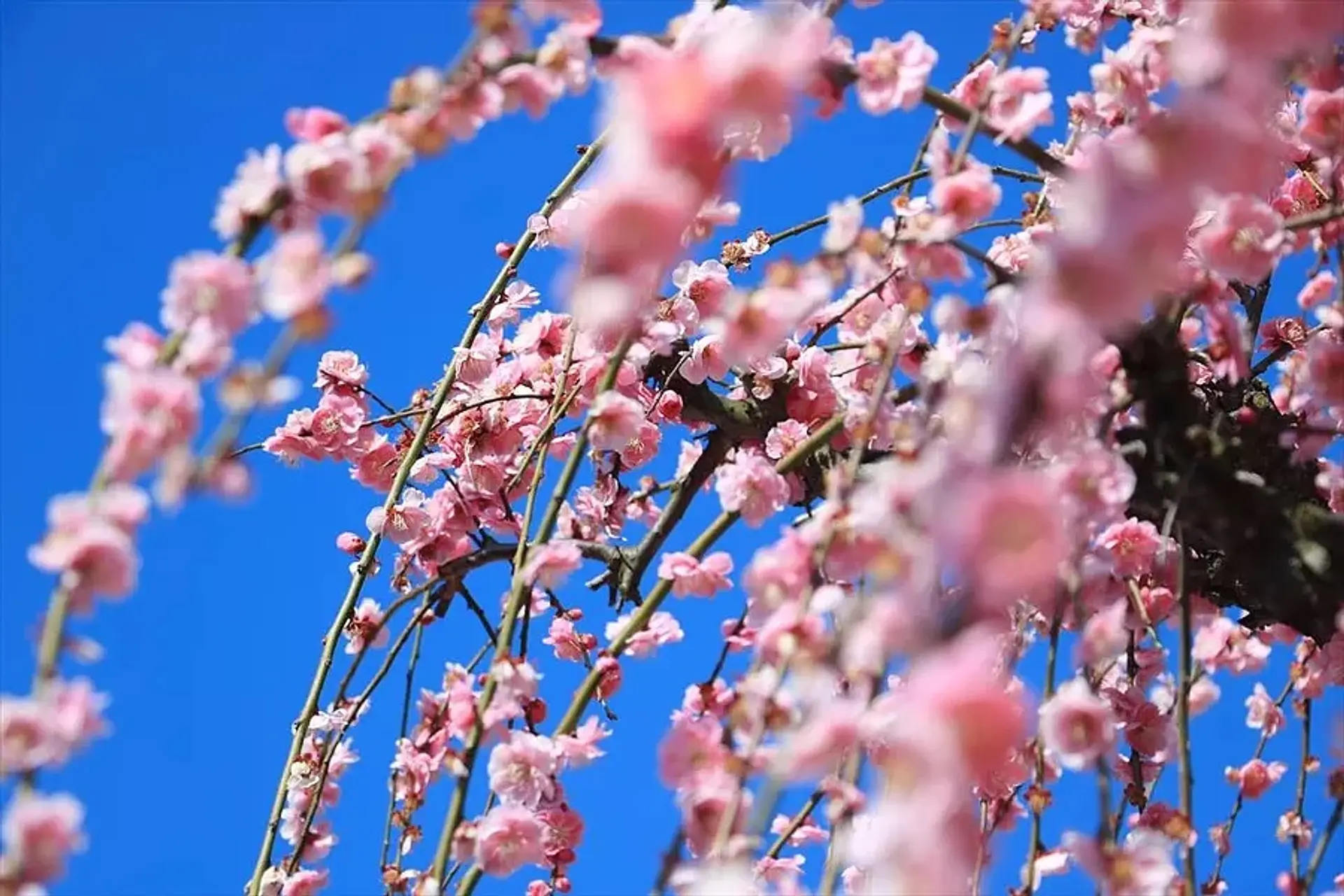 東海地区最大級の梅林が広がる絶景「いなべ梅林公園」いなべ、暮らしを旅する