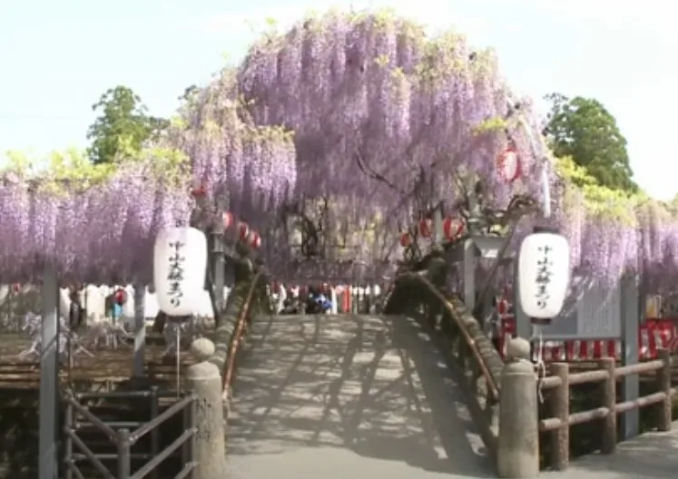 第22回中山大藤まつり 福岡県 の情報ウォーカープラス