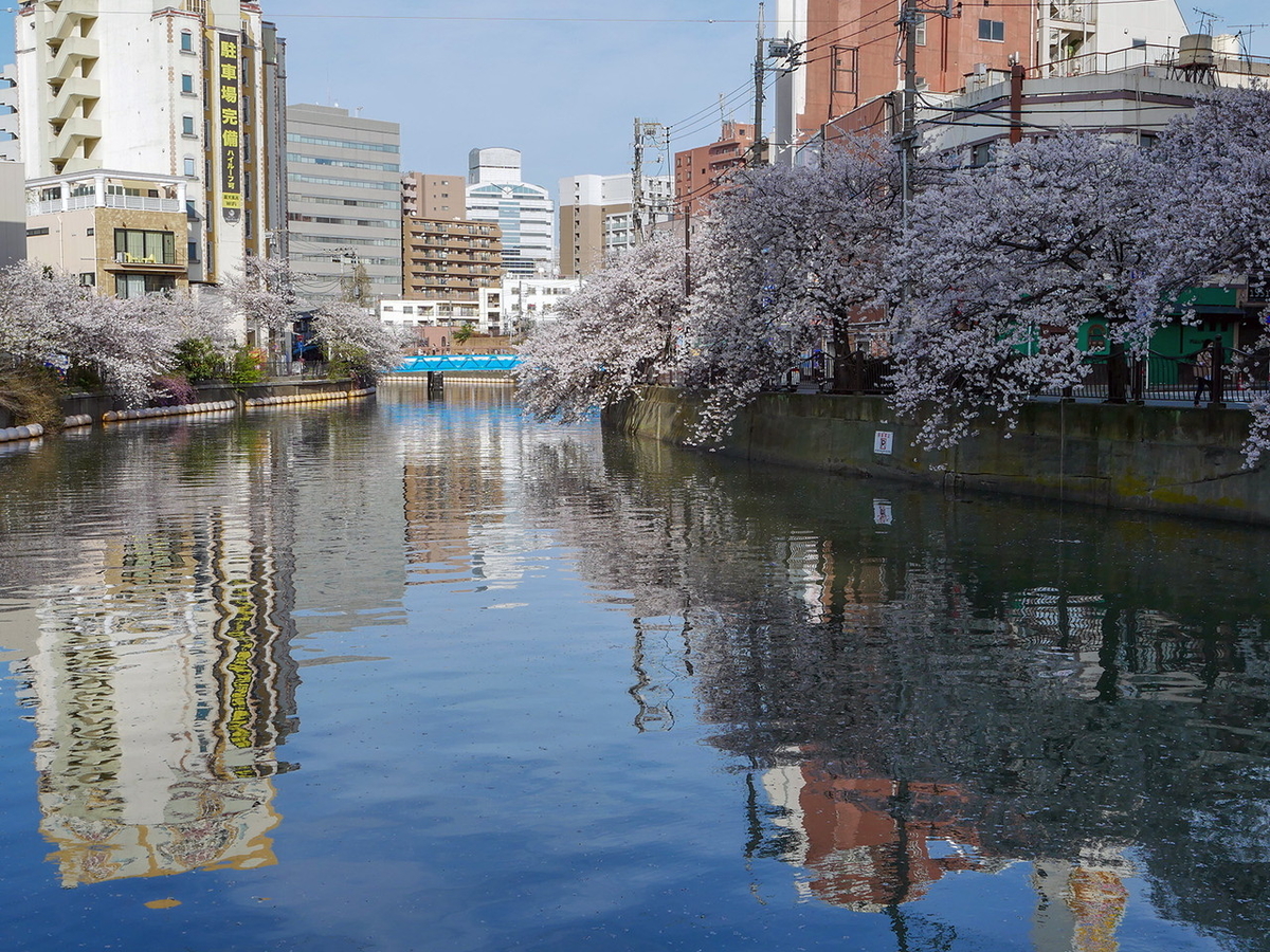 満開！桜・お花見 大岡川沿いの桜 写真わくわく子育て研究所
