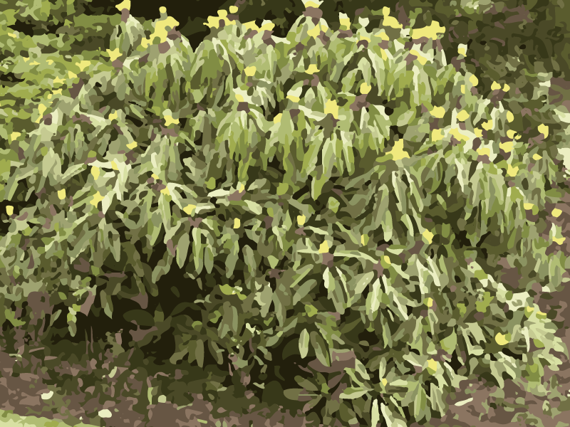 ゆずり葉 つるの葉 お正月かざりに