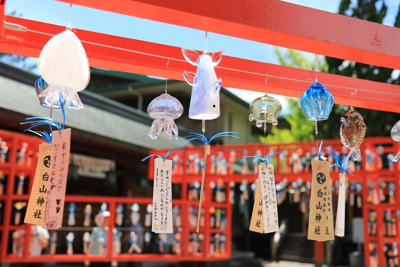 新潟市中央区 夏の風物詩！「白山神社」の『七夕風鈴まつり』が6月30日～7月18日に開催！100年先の子供たちまでお祭りを残すためにクラウドファンディングも実施中！- 地域情報サイト「ガタチラ」