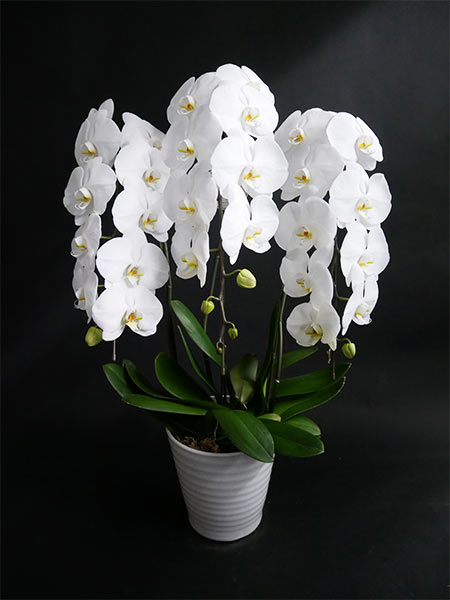 金婚式 プレゼント 似顔絵 やわらかリアルタッチお祝い 銀婚式 母の日 父の日 結婚記念日 ダイヤモンド婚 ルビー婚 真珠婚 サファイア婚エメラルド婚 大人数 退職 父 母 両親 お父さん お母さん 記念日 ペット 犬 猫 色紙 ポエム 写真から 世界で１枚の 似顔絵