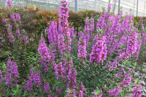 ミソハギの花言葉を紹介お盆に飾るミソハギはどんな花？特徴・意味を解説 - 花だより