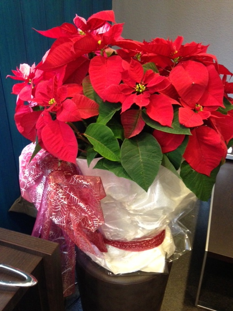 楽天市場 寄せ植え 花 冬の花 ギフト プレゼント 鉢植え「ポインセチア クリスマスビューティーマーブル」 スタンドブーケ スタンディングブーケ誕生日 記念日 フラワー 鉢 鉢花 花鉢 クリスマス 送料無料 イイハナドットコム : イイハナ・ドットコム