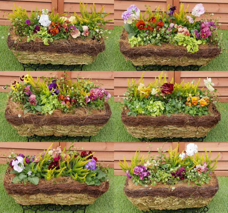 クリスマスに最適な初めての寄せ植え🎄