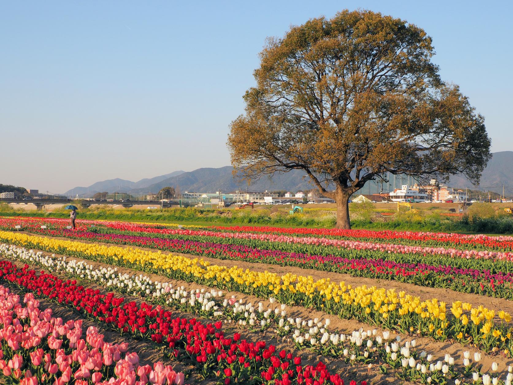 春のお出かけ情報 「のおがたチューリップフェア２０２３～ココロと花、ミチル春。～」を開催します！直方市のプレスリリース