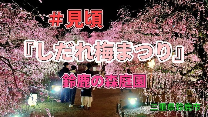 三重県鈴鹿市『鈴鹿の森庭園 しだれ梅まつり 』へのアクセスと撮影スポット岐阜フォト