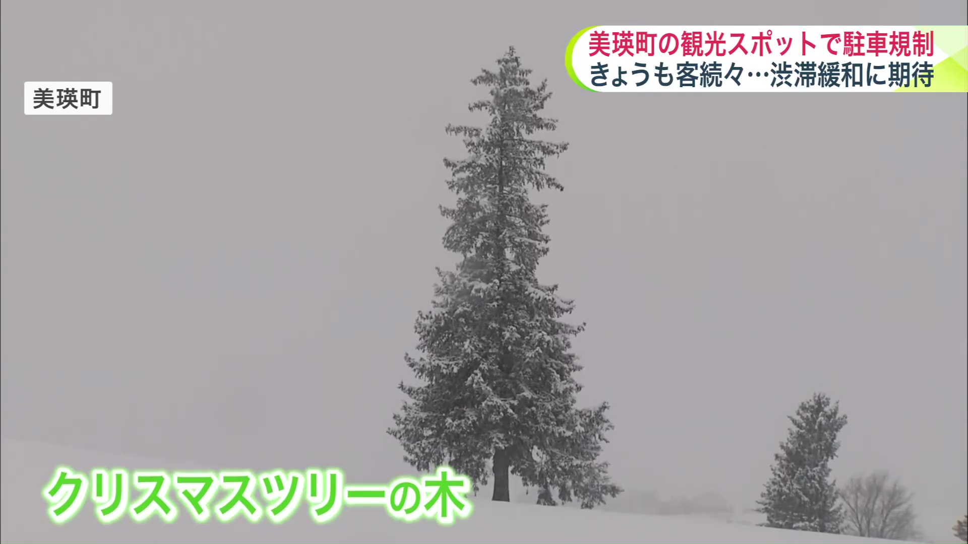 美瑛 クリスマスツリーの木 駐車場TikTok