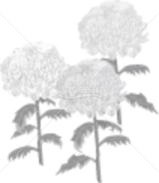 喪中はがき 菊と霞2イラスト - No: 23279199無料イラスト・フリー素材なら「イラストAC」