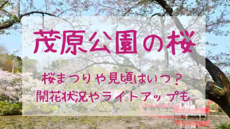 茂原公園の桜満開 ライトアップされた桜を8K映像で！屋台出店で楽しいひととき - Bit-Watts