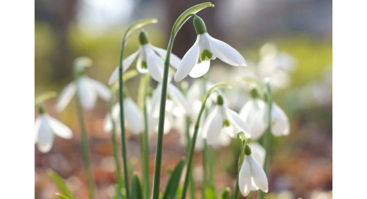 1月の誕生花 誕生日の花と花言葉の一覧 – &YOUKAENアンドユーカエン