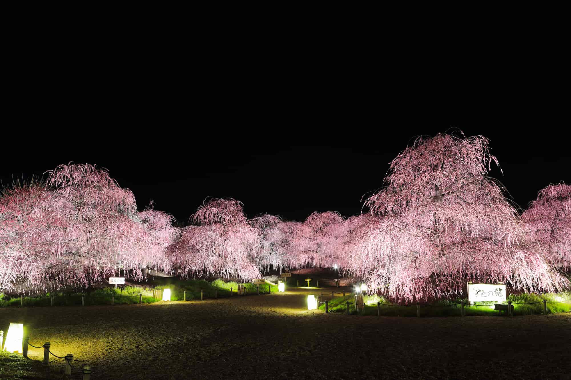 ✿ ❀* ✿ ❀* ✿ しだれ梅まつり2026を見に行こう！ 鈴鹿の森庭園 ツアー旅行のご紹介 ✿ ❀* ✿ ❀* ✿鈴鹿の森庭園を訪れることができるツアーが、 旅行会社様から企画されています🚌✨ 「行ってみたいけど、旅行の計画を
