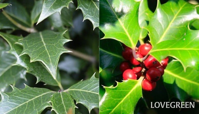 節分いわし」頭を飾るのはなぜ？ 作り方や飾り方＆おいしい食べ方も紹介HugKum はぐくむ