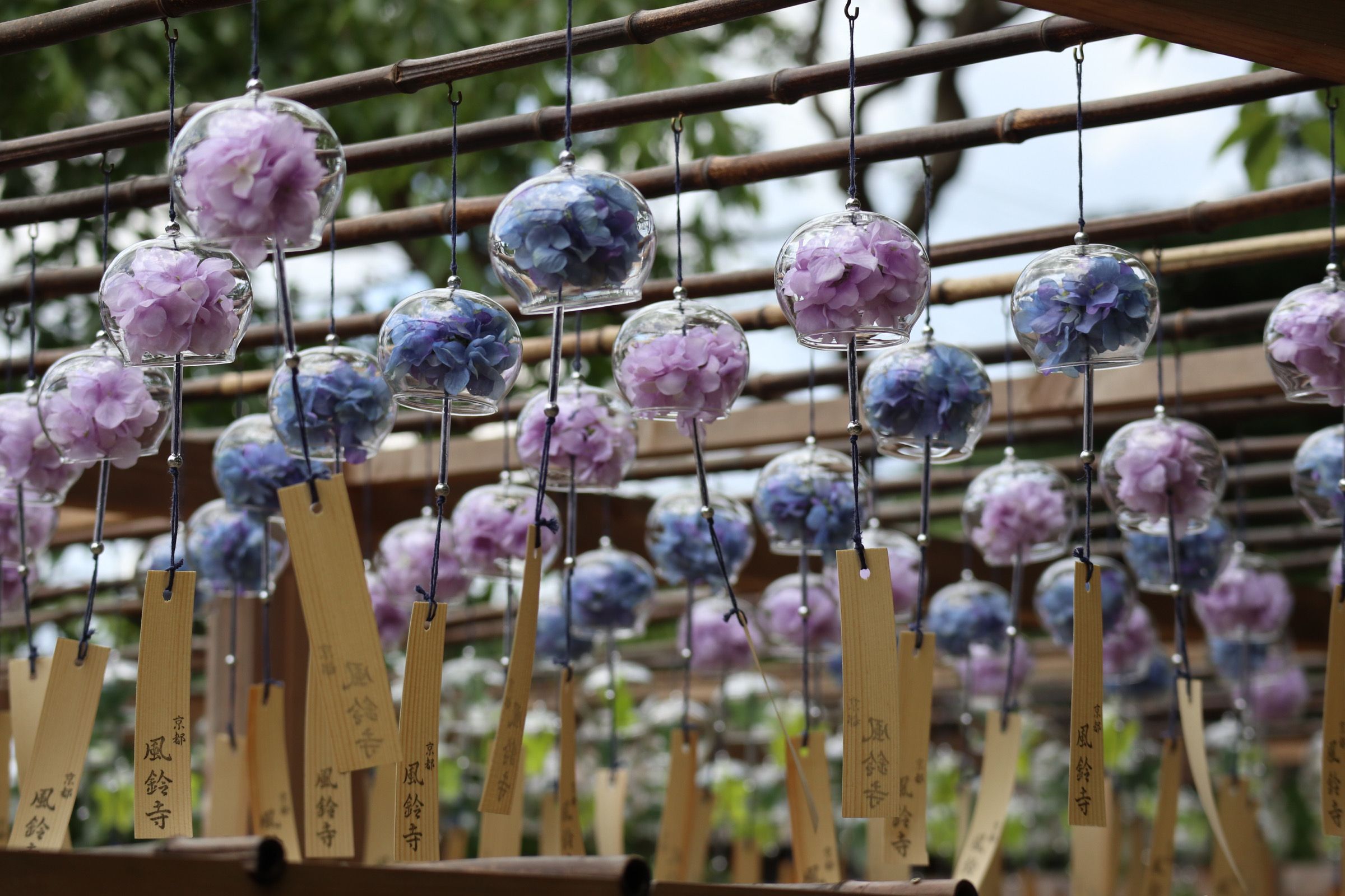 正寿院 風鈴まつり送迎プラン2025 京都駅・JR宇治駅・京阪宇治駅発着 - MKトラベル
