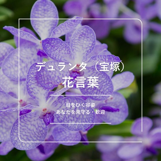10月の誕生花『ミニバラ』の花言葉、毎年花を咲かせるコツ 誕生日プレゼントCafé