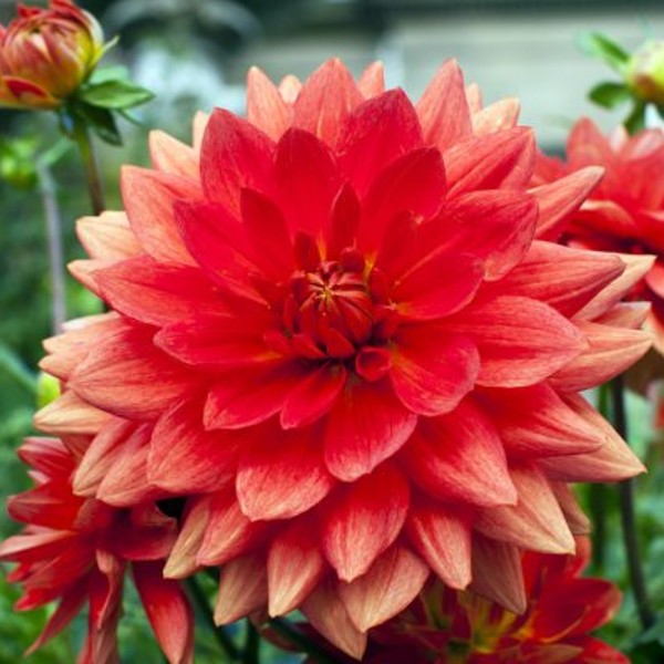 花キューピット 公式on X: 