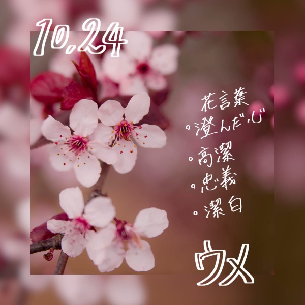 10月の誕生花 誕生日の花と花言葉の一覧 – &YOUKAENアンドユーカエン