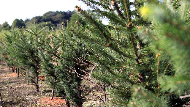 本物のクリスマスツリーは何の木？ 定番の木の種類と選び方ラクして楽しむガーデニング