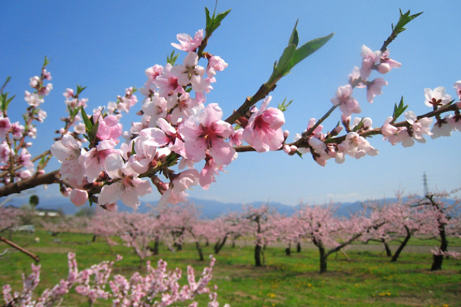桃の節句に桃は咲いていない？ひな祭りに飾る理由や種類など青山花茂BLOG
